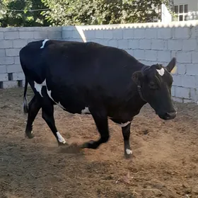 sygyr