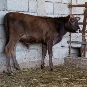 GÖLELI SYGYR