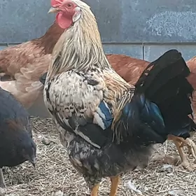 BELENT PARODA HORAZLAR