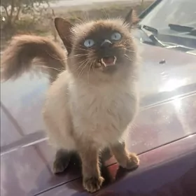 pişik