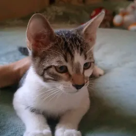 котята