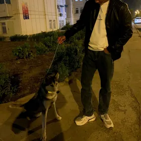 сибирский хаски