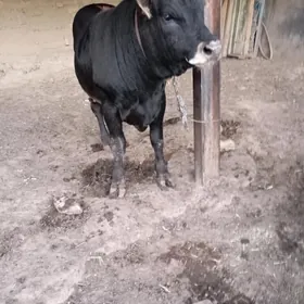 öküz