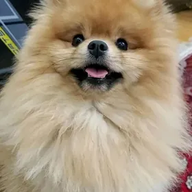 Памеранский шпиц