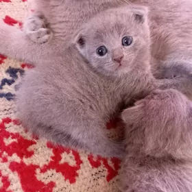 Котята шотландской породы