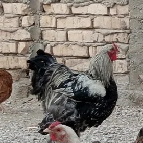 horoz