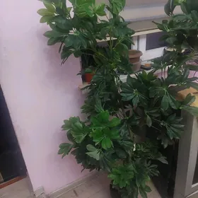 искуственные растения