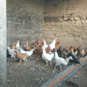 towuk turkmen