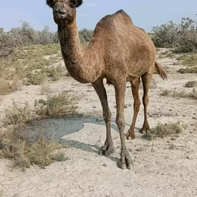 Düýe