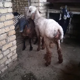 tokly goç