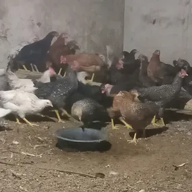 товк