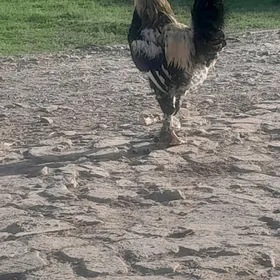 Paroda Horaz  indautga Ordek