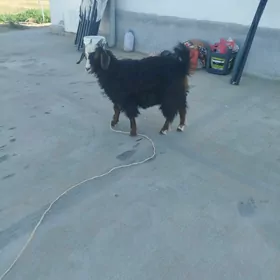 geci oyde bakylan
