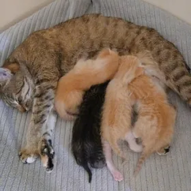 Pişik Кошка