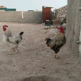 Horaz