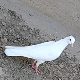 kepderi