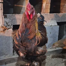 Brama horaz