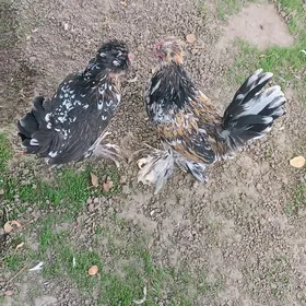 Karlik