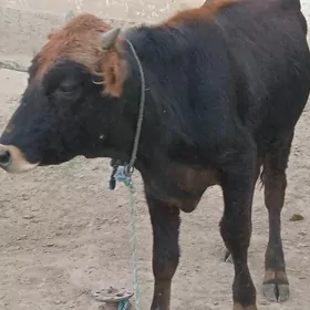 şwes öküz