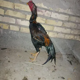 horaz