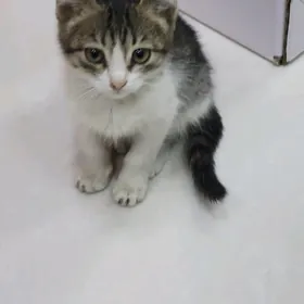 pişik çaga