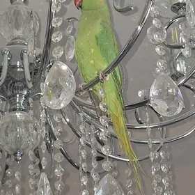 Ajeriliwy Pakistan popugay