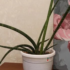 сансевиерия цилиндрическая