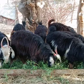 Çewiş