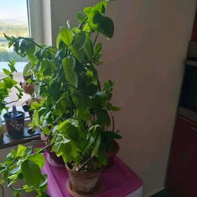 Цветы Педилантус
