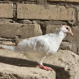 Çubaty Želtahwoslar