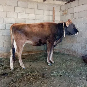 GYSYR TÜWE