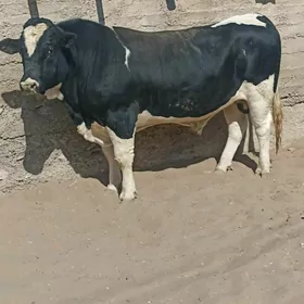 öküz
