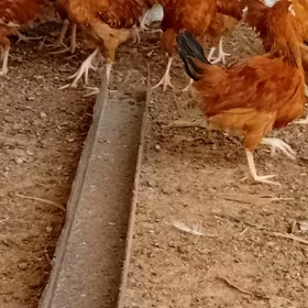 jüje