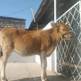 GacarjyGacar