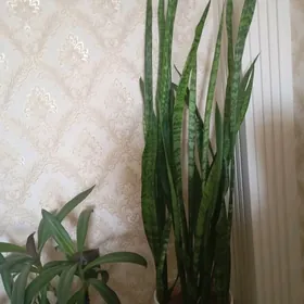 Сансеверия