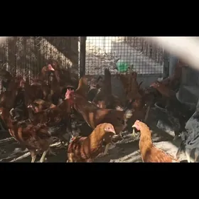 Yaş Horaz. Tovuk guzlamaly