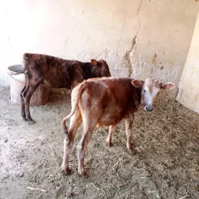 Göle
