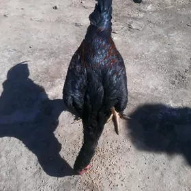 horaz