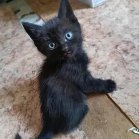 Котята Pişik
