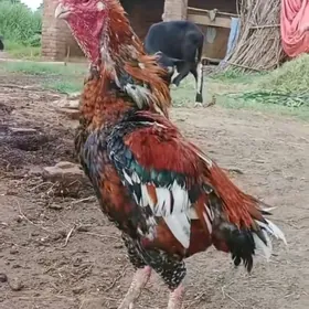 Horaz