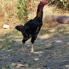 tasgent horaz