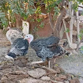 Индийуклар