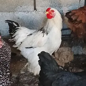 Horazlar