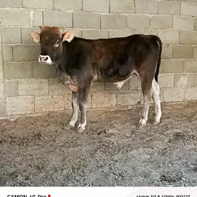 Öküz