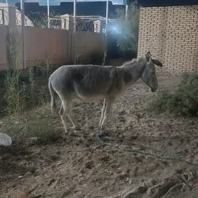Eşek