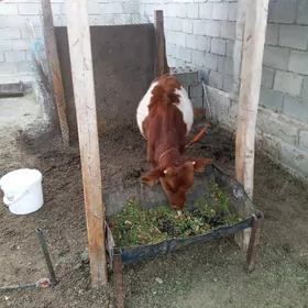 Öküz