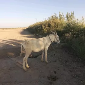 еркек ешек