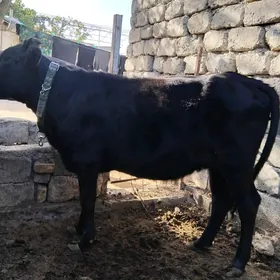 tüwe göle