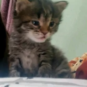 Кошка/Pishik