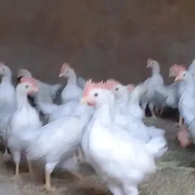 juyje